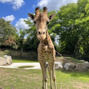Les Terres de Nataé