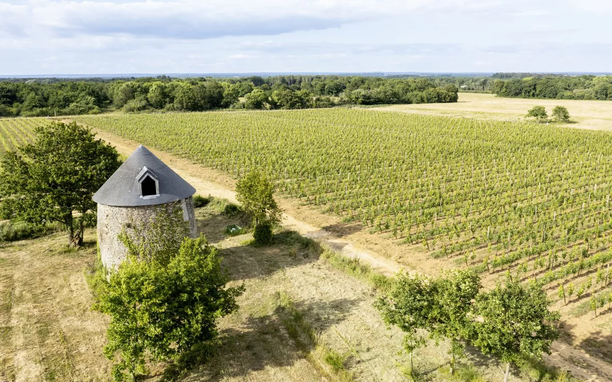 Visite de Vannes en petit train et visite du vignoble de la Presqu'île de Rhuys – Image 10